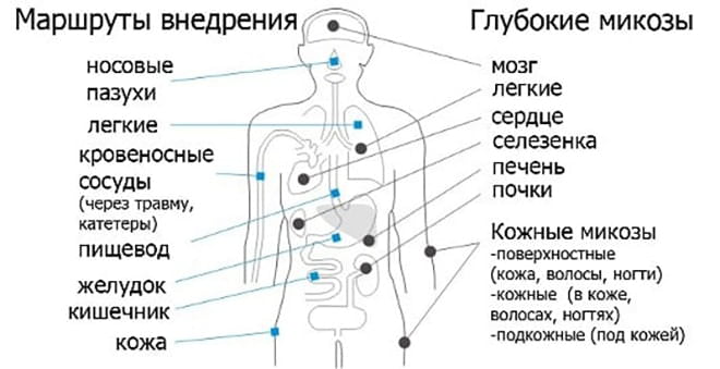 Внедрение грибка